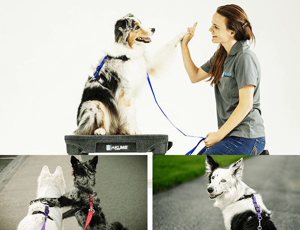Blue-9 Pet Products