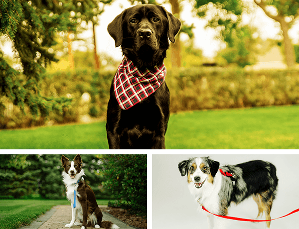 Blue-9 Pet Products