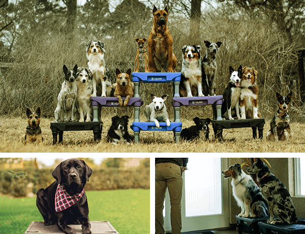 Blue-9 Pet Products